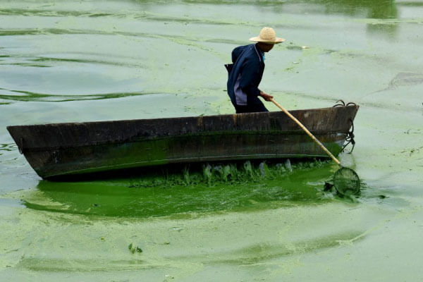 Cách diệt tảo thủ công