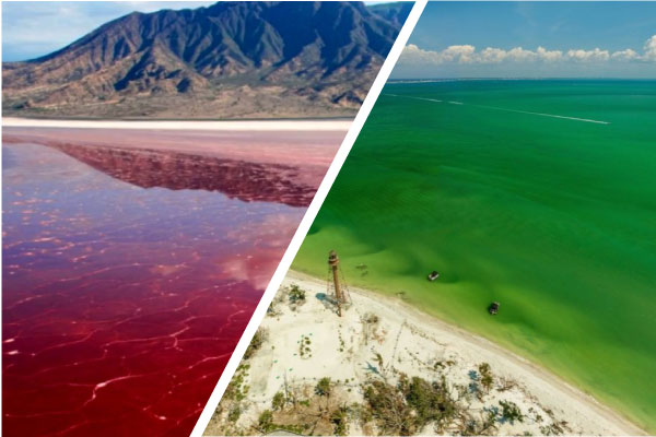 So sánh thủy triều đỏ và tảo lam nở hoa
