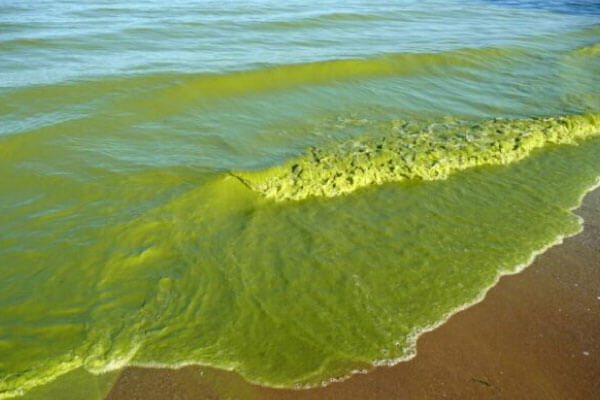 Hiện tượng tảo nở hoa xảy ra tại biển