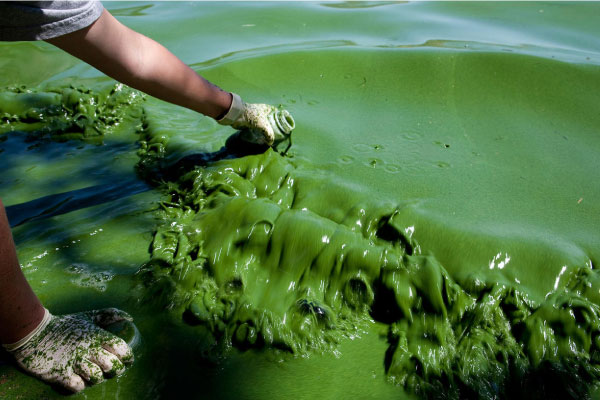 Hiện tượng tảo lam nở hoa