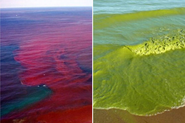 Hình ảnh hiện thượng thủy triều đỏ và tảo lam nở hoa